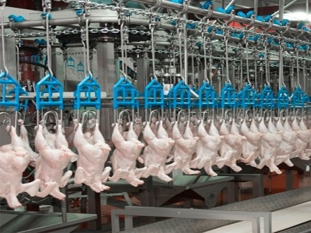 Linco Slaughter Line 4000 bph