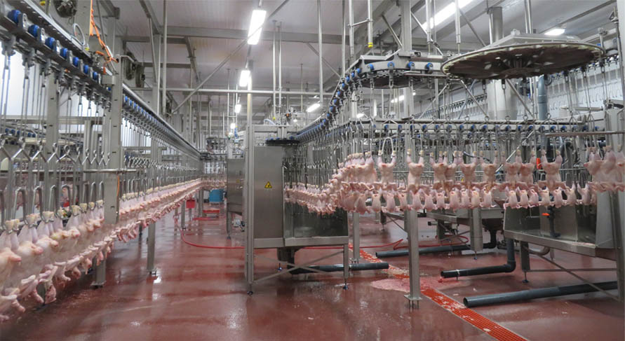 Poultry Processing