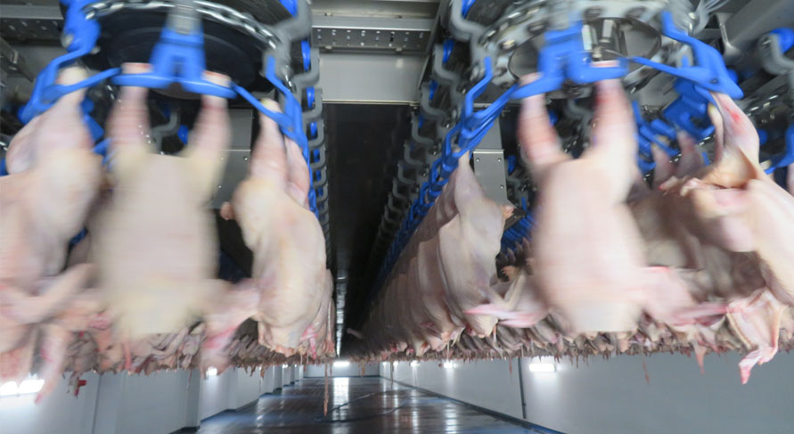 Ducks being processed.