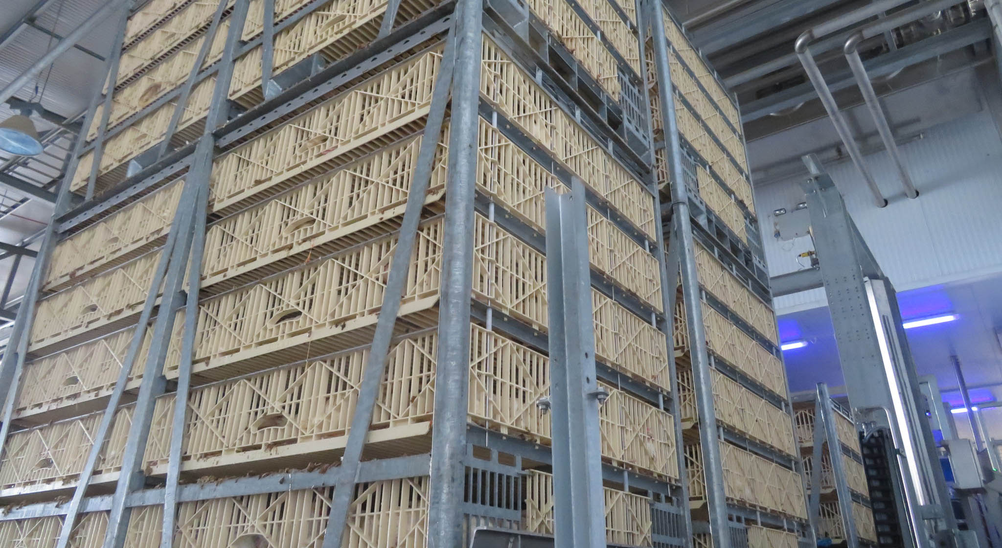 Transport containers for live birds. A machine called Anglia Autoflow.