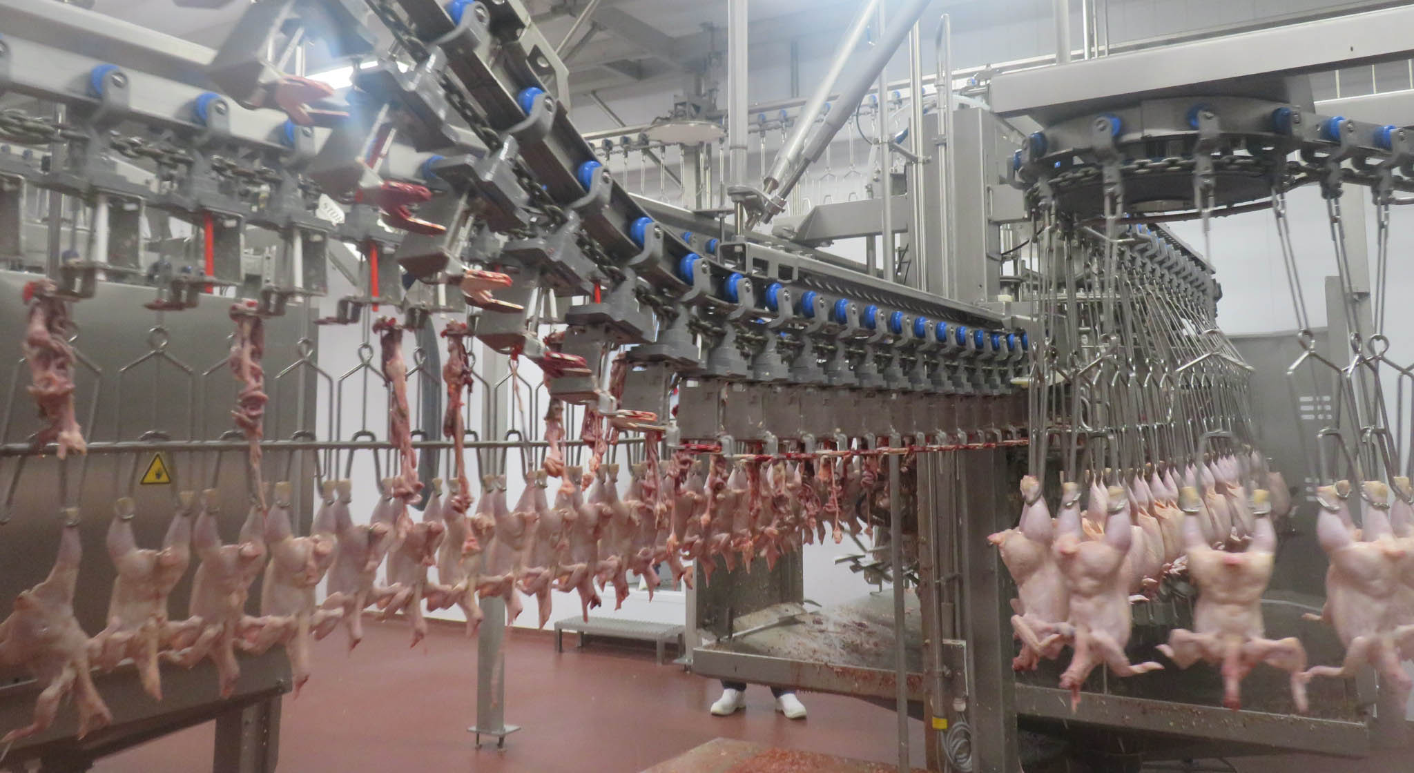 A chicken processing line.