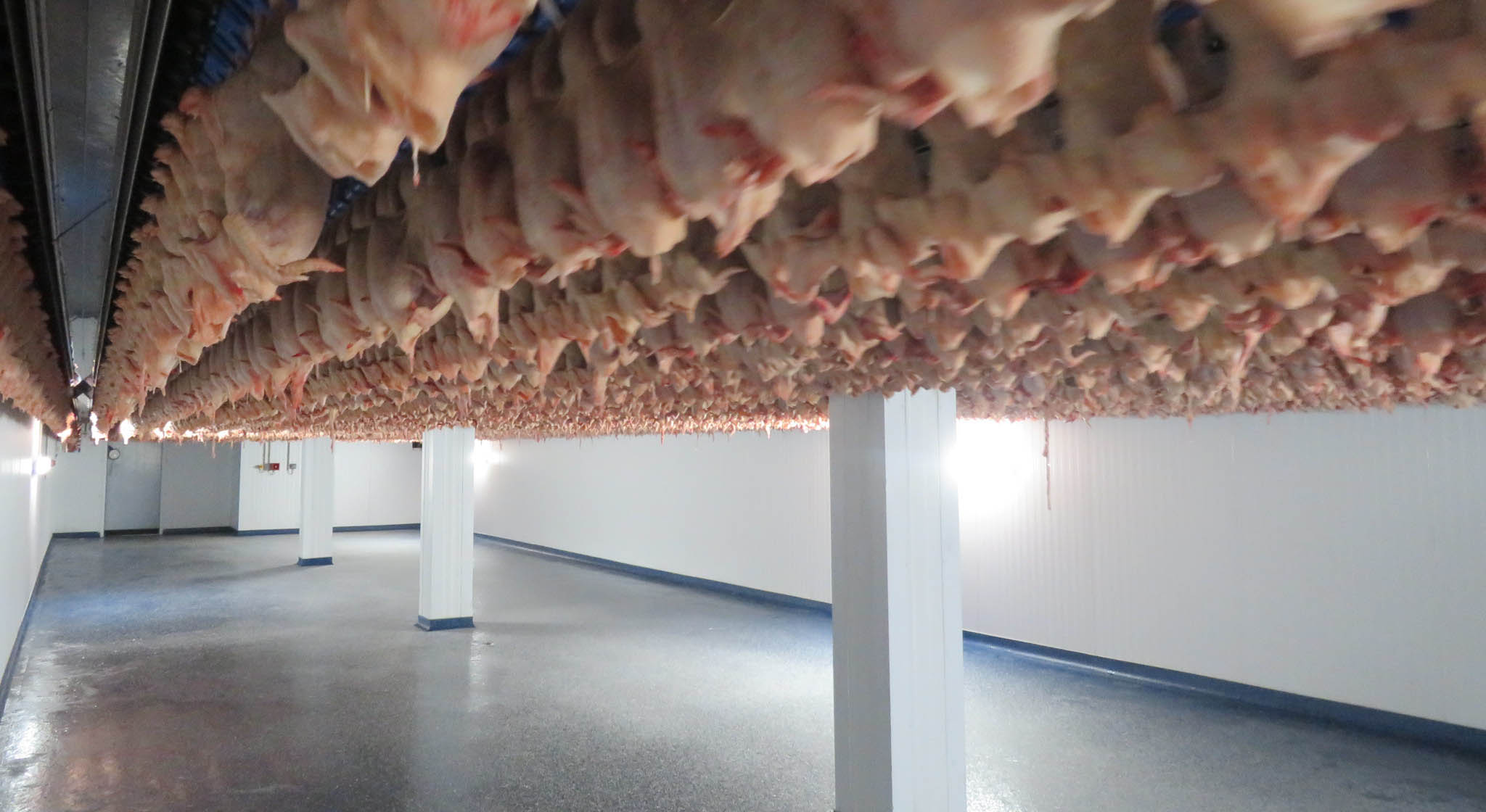 Processed chickens waiting for inspection / food safety